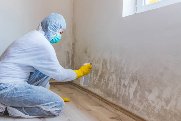 Licensed Basement Mold Remediation service in Lakewood, NY - WQB Mold Removal