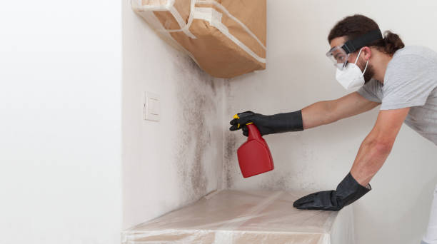 Professional Basement Mold Remediation technician working in Lakewood, NY
