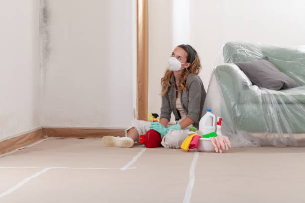 Reliable Basement Mold Remediation contractor in Lakewood, NY by WQB Mold Removal